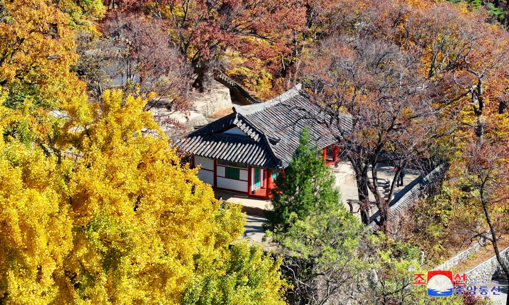 龙岳山引人入胜的红叶风景