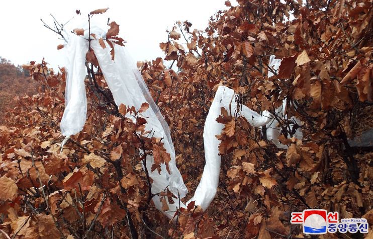 김여정 조선로동당 중앙위원회 부부장 담화